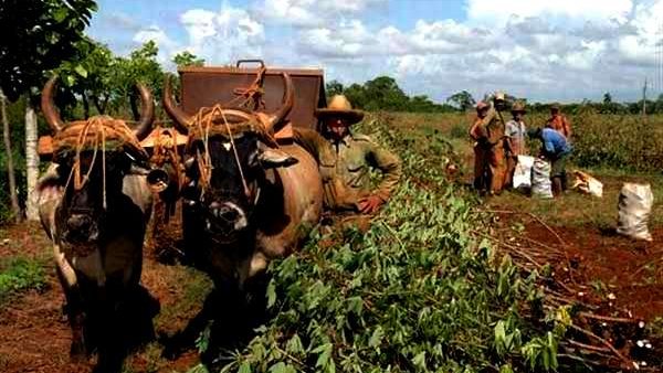 La agricultura cubana sigue sin despegar, por falta de recursos