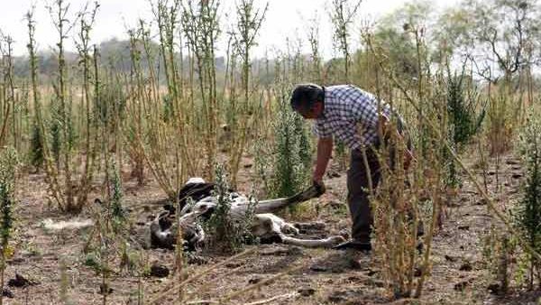 Chihuahua requiere 3 mil 660 millones para enfrentar la sequía