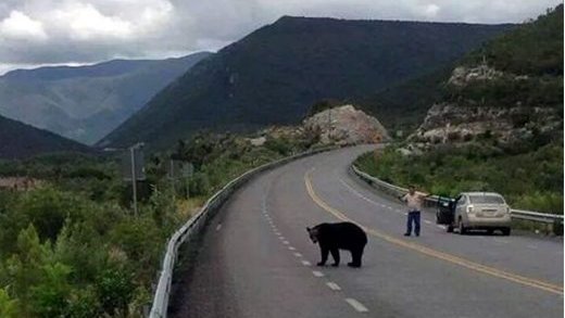Capturan oso negro en carretera