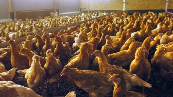 La avícola, industria en peligro
