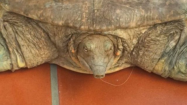 Rescata Semarnat una tortuga de concha blanda en Chihuahua