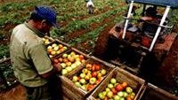 Crecen 20.62% exportaciones agroalimentarias a EU
