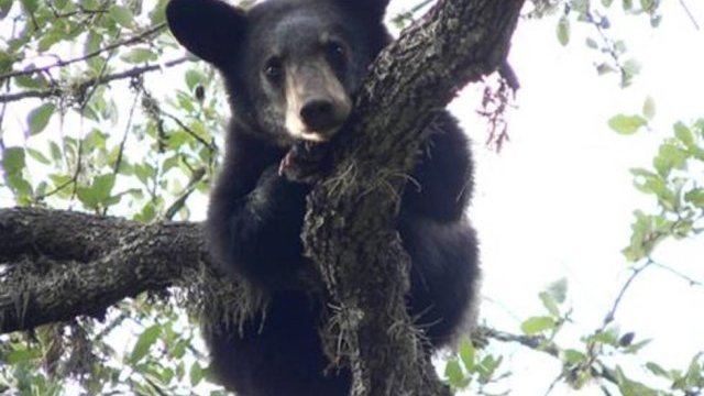 Reportan a Semarnat tres osos en un ejido de Coahuila