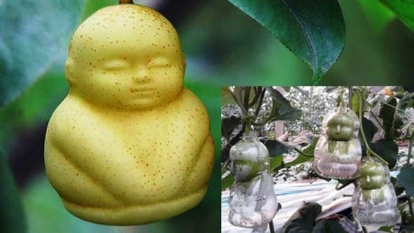 Producen peras con forma de bebé en China