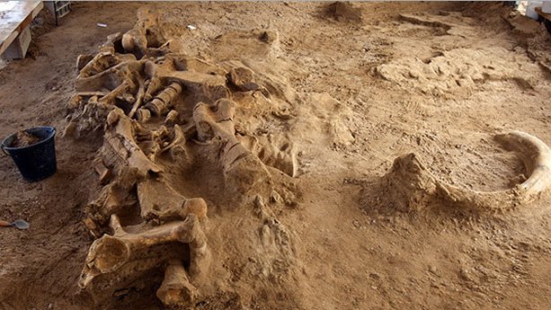 Hallan huesos de mamut en Durango