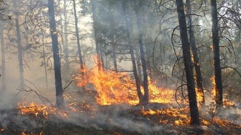 Registran 33 incendios forestales en los últimos 7 días en Chihuahua