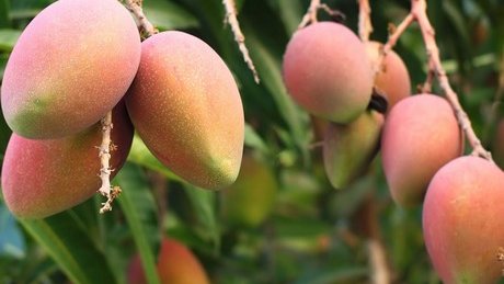 Guerrero: la lluvia ácida perjudica al 30% de huertas de mango
