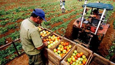 El aumento potencial del comercio con Cuba preocupa a los agricultores de Florida