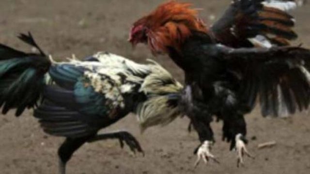 Comando irrumpe en pelea de gallos clandestina; mata a uno y lesiona a siete