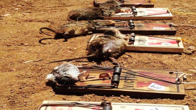 Plaga: hay cuatro especies de ratas en invasión que afecta a Chihuahua