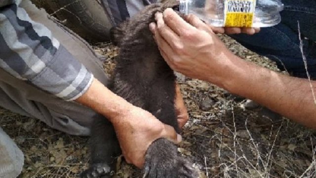 Rescatan a cría de oso negro de un incendio en Namiquipa