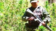 Erradicación de plantíos de droga cayó un 57% con Calderón: Atlas Seguridad  