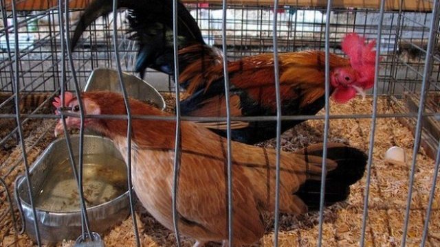 Alerta autoridad sobre nuevos brotes de gripe aviar en México
