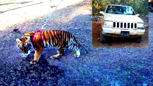 Aseguran militares armas, vehículos y un tigre de Bengala, en Ocampo