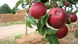 México batirá récord de producción de manzana en 2015
