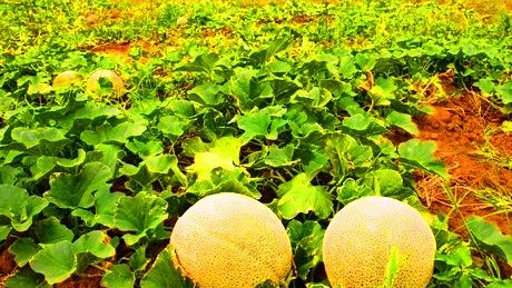 Se desploma la producción de melón por las plagas