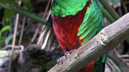 Cadena Toks impulsa la preservación de aves en El Nido	