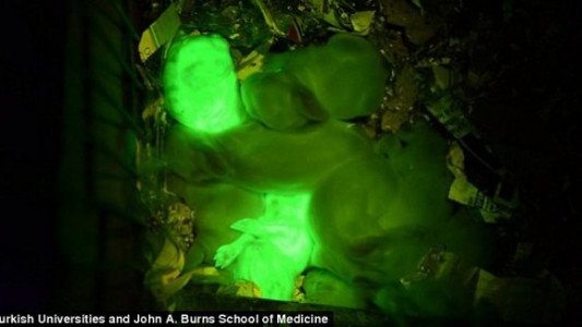 Puercos luminosos: Científicos crean lechones que brillan en la oscuridad