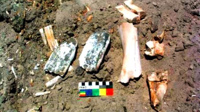 Hallan en Chihuahua restos de fauna del Pleistoceno y puntas Clovis