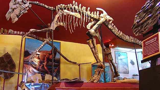 Museo de Paleontología de Delicias, en riesgo de operatividad