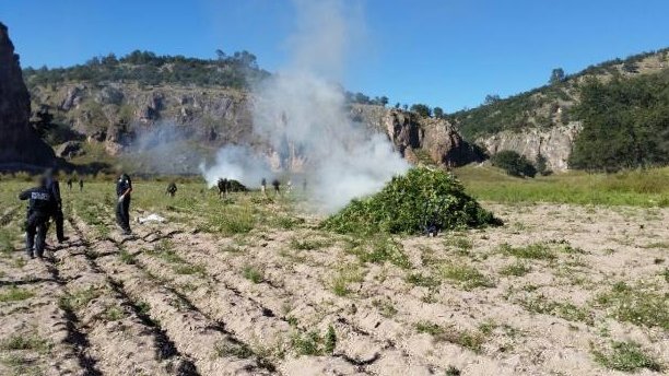 Destruyen 300 toneladas de mariguana en Chihuahua
