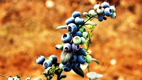 Berries ecológicas mexicanas para Europa