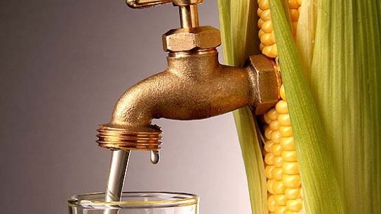 La FAO insta a no producir etanol a partir del maíz
