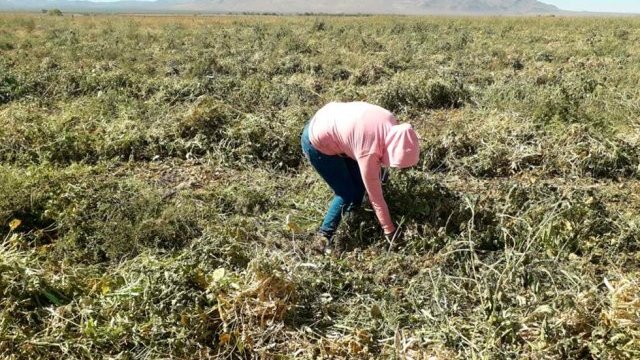 En Chihuahua, el campo está cada vez más abandonado: productores