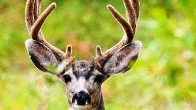 Expide Vida Silvestre mil 600 licencias para caza deportiva