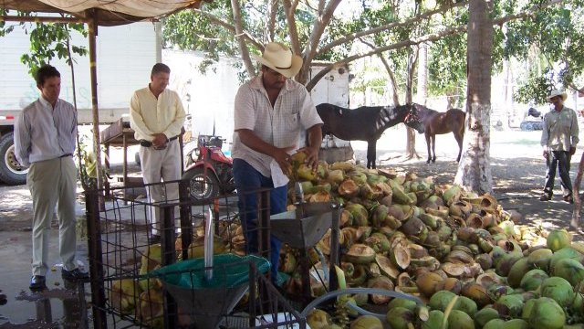 Jalisco produce 55 mil toneladas de coco al año