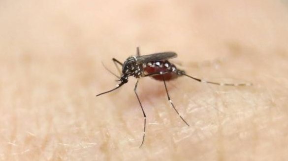 Lo que debes saber sobre el virus del Zika