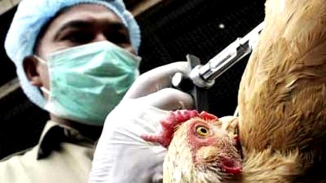 Cerco sanitario por gripe aviar se extiende ahora a 12 estados