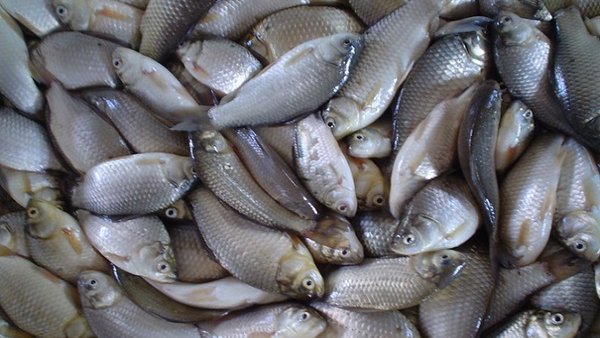 Se mantiene estable el precio de pescados y mariscos para Semana Santa
