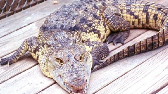 Asegura Profepa 11 reptiles que pretendían enviar por paquetería