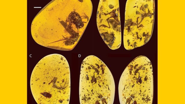 Científicos hallan restos de ranas antiguas preservadas en ámbar