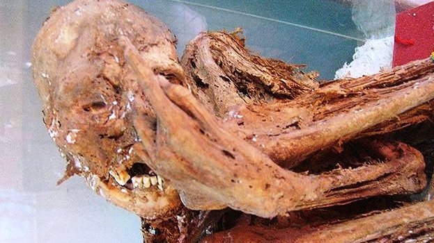 En la colonia Villa, la momia más famosa de Chihuahua