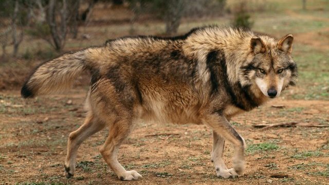 Sólo quedan 350 ejemplares de lobo mexicano en México y EU