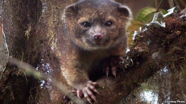 Smithsonian revela especie desconocida de mapache