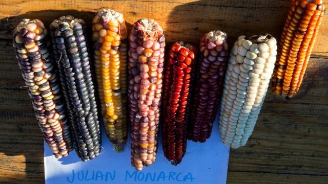 El maíz dentro de la cultura rarámuri
