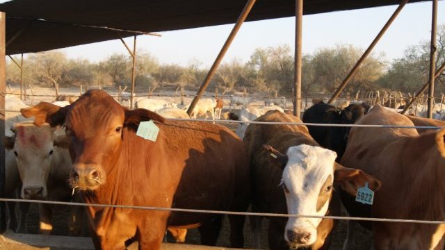 La sequía y la agricultura intensiva matan la ganadería en Ahumada