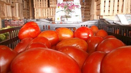 Riba Foods comprará tomates a productores de Nuevo Laredo