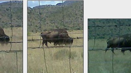 Los bisontes de Vallina son vestigios de la naturaleza