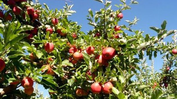 Contrabando de manzana afecta a los productores de Chihuahua