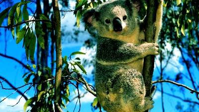 Como en Chihuahua no hay koalas, ¡a talar los eucaliptos!