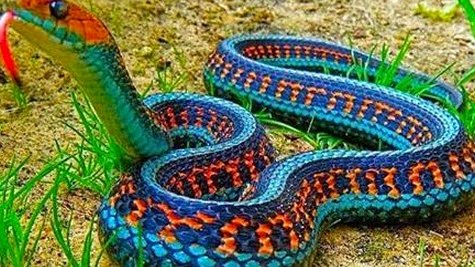 Aparece serpiente en México que no se veía desde hace 78 años