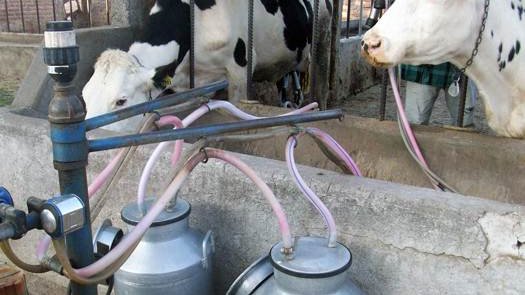 Liconsa deja de recibir leche chihuahuense después de 10 años