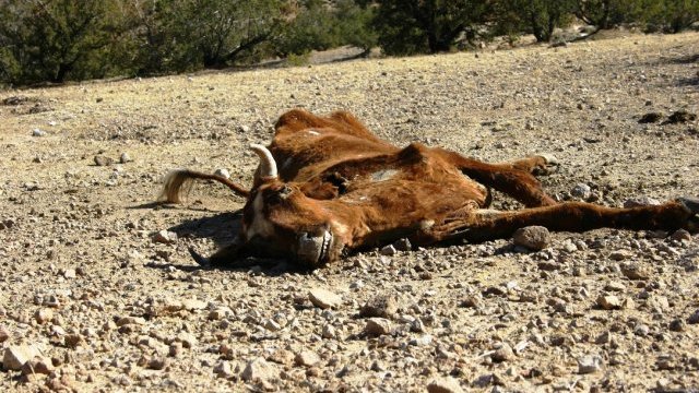 Hay ya 600 mil víctimas de la sequía en Chihuahua