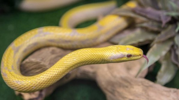 Encuentran caja con serpientes venenosas en oficina postal