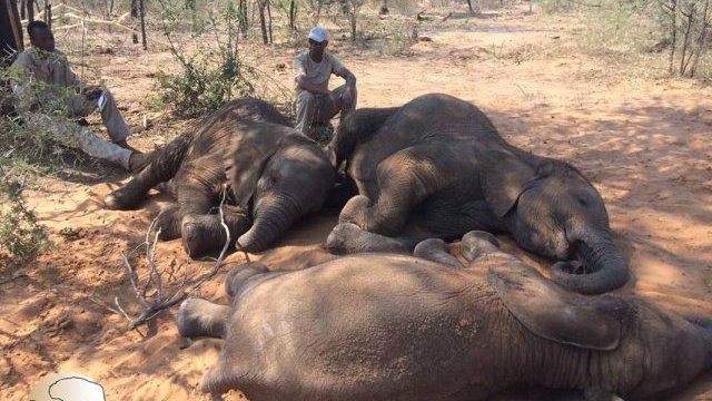 Hallaron a 87 elefantes masacrados para quitarles los colmillos