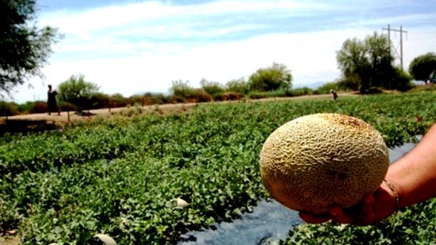 Los productores temen la presencia de plaga en cultivos de melón
